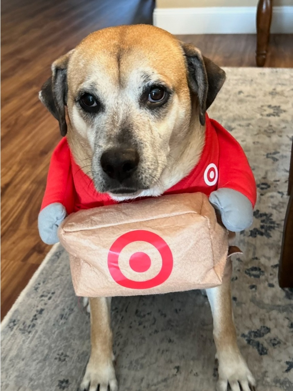 Target Red Delivery Dog Costume with Package Prop